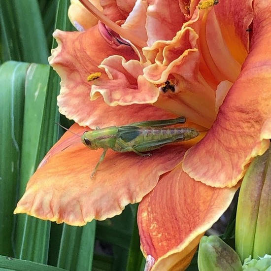 PENNY LANE & GRASSHOPPER - photo by Marlene Harmon